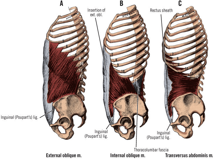 Abdominal Obliquables