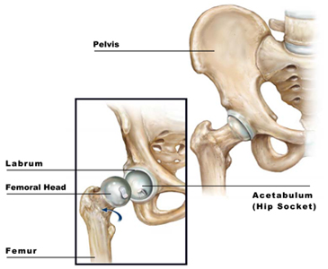 Hip Anatomy