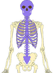 skeleton_axial_180