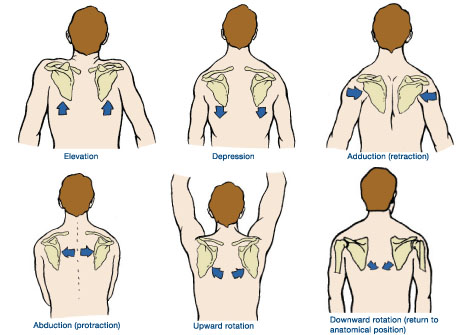 ShoulderMvmnt