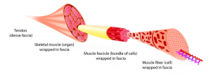 Muscle-structure