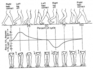 Pelvis - Weight Shift