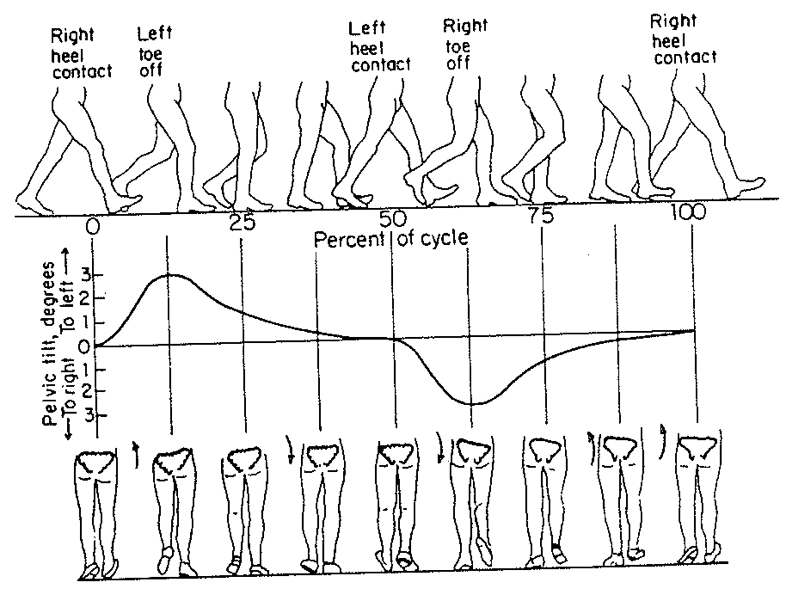 Pelvis - Weight Shift