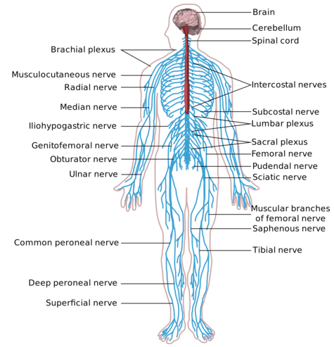 Peripheral Nerves