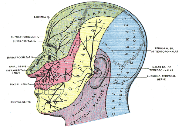 Skull - Structures