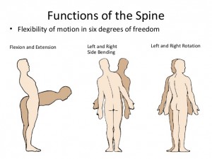 Spinal Function