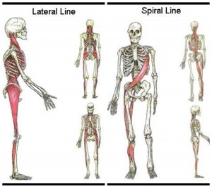 Lateral and Spiral Lines