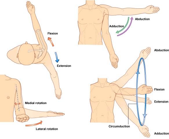 Shoulder Motion