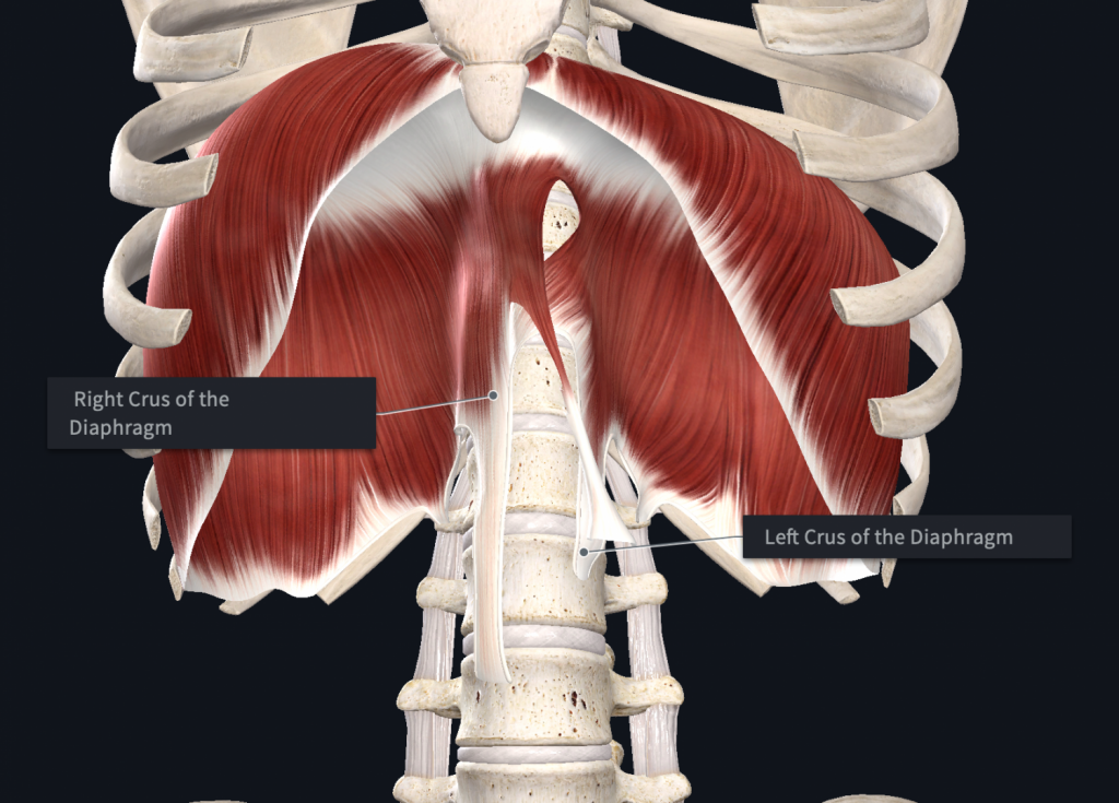 Breathing and posture is affected by the diaphragm's attachment. Further, there are greater differences in the right versus the left diaphragm.