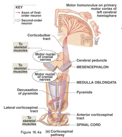 This describes the neural pathway for the brain to send signals to skeletal muscles.