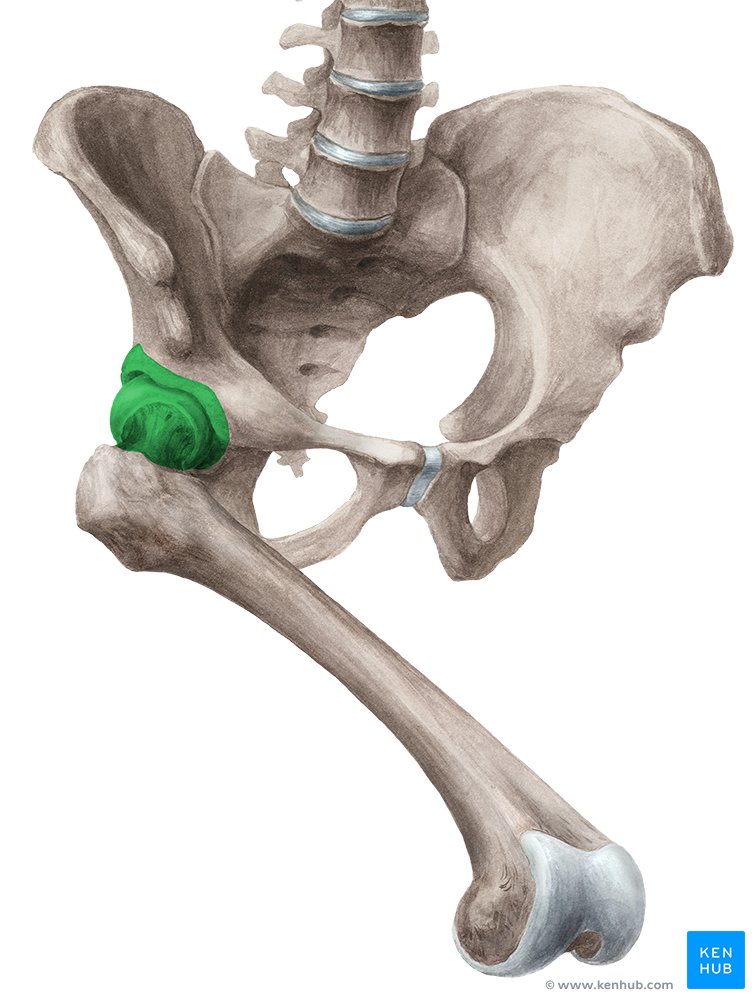 90-90 Hip Lift with Hip Shift 