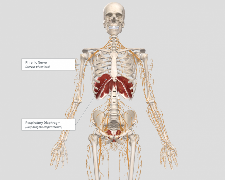DiaphragmPhrenicNerve