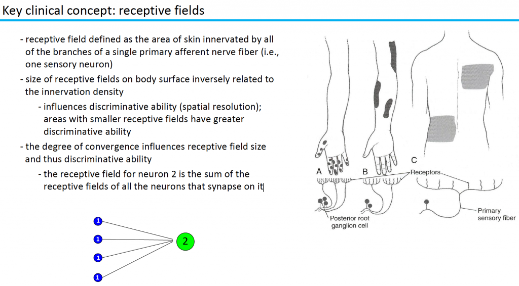 Receptive fields are found primarily in the visual, somatosensory, and auditory system. They provide input towards creating a "sense of space" of the external world, which is represented in the internal mind.