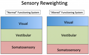 This is a graph demonstrating the difference between the visual, vestibular, and somatosensory systems in the context of "sensory reweighting."